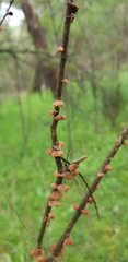 Anthracophyllum