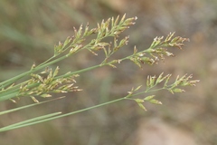 Poa compressa