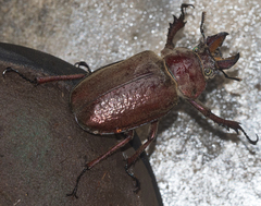 Sphaenognathus giganteus