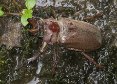 Sphaenognathus giganteus