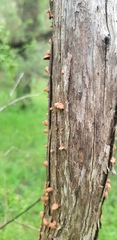 Anthracophyllum