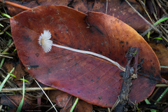 Setulosi