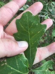 Quercus austrina