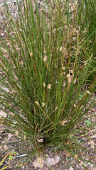 Juncus effusus