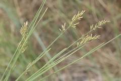 Poa compressa