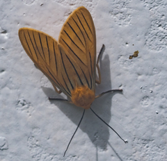 Pseudischnocampa nervosa