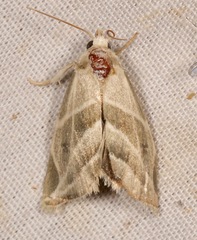 Plagiomimicus tepperi