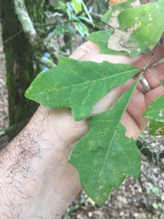 Quercus austrina