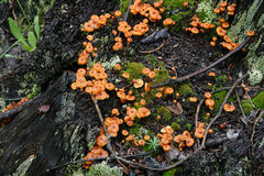 Xeromphalina enigmatica