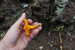 Cantharellus roseocanus