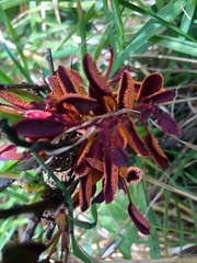 Puccinia magellanica