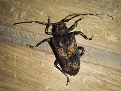 Aegomorphus pereirai