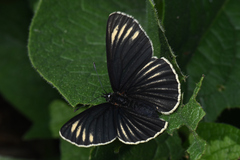 Chlosyne ehrenbergii