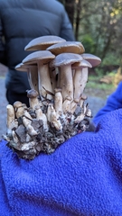 Lyophyllum decastes