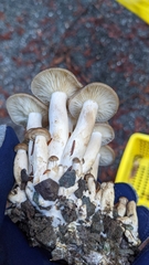 Lyophyllum decastes