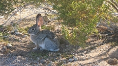 Sylvilagus audubonii