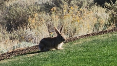 Sylvilagus audubonii