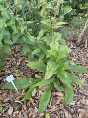 Silphium asteriscus