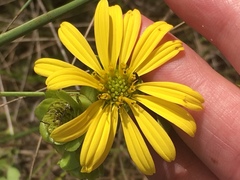 Silphium confertifolium