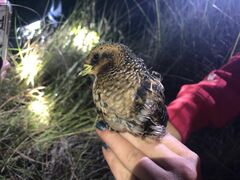 Coturnicops noveboracensis