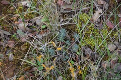 Petrosedum sediforme