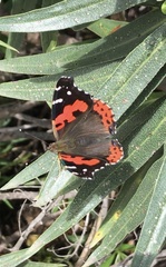 Vanessa vulcania