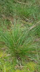 Carex appressa