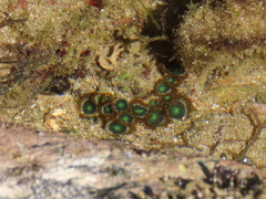 Zoanthus sansibaricus