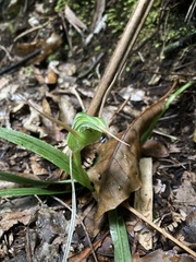 Pterostylis banksii