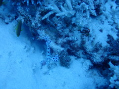 Chromileptes altivelis