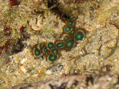 Zoanthus sansibaricus