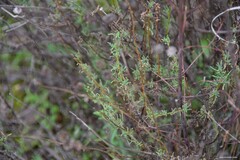 Santolina rosmarinifolia