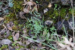 Vicia sativa nigra