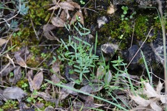 Vicia sativa nigra