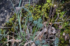 Petrosedum sediforme