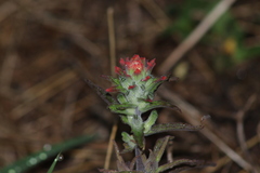 Castilleja arvensis arvensis