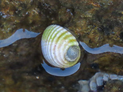 Nerita plicata