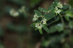 Euphorbia lasiocarpa