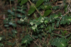Euphorbia lasiocarpa