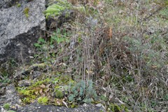 Petrosedum sediforme