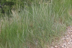 Thinopyrum intermedium