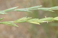 Thinopyrum intermedium