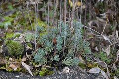 Petrosedum sediforme