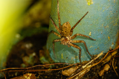 Heteropoda