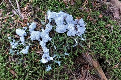 Didymium mucilago
