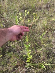 Silphium confertifolium