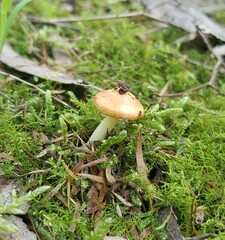 Amanita xanthocephala