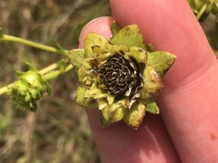 Silphium confertifolium