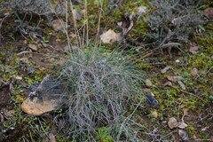 Dactylis glomerata hispanica