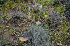 Dactylis glomerata hispanica
